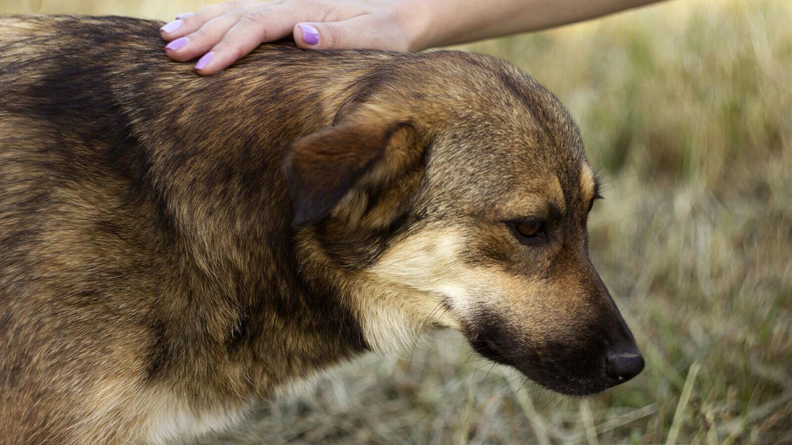 6 tips for preventing and handling heat stroke in dogs